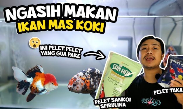Rekomendasi Makanan Ikan Koki Agar Cepat Gemuk Dan Sehat
