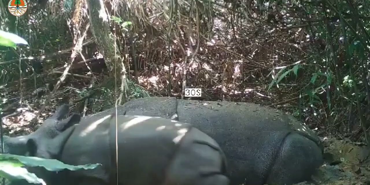 Harapan Baru Anak Badak Jawa Terpantau Di Habitat Alami