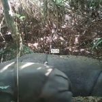 Harapan Baru Anak Badak Jawa Terpantau Di Habitat Alami