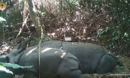 Harapan Baru Anak Badak Jawa Terpantau Di Habitat Alami