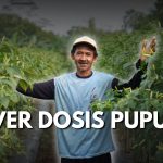 Tanaman Cabai Layu? Bisa Jadi Overdosis Pupuk, Ini Cirinya