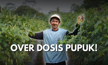 Tanaman Cabai Layu? Bisa Jadi Overdosis Pupuk, Ini Cirinya