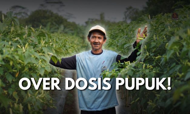 Tanaman Cabai Layu? Bisa Jadi Overdosis Pupuk, Ini Cirinya