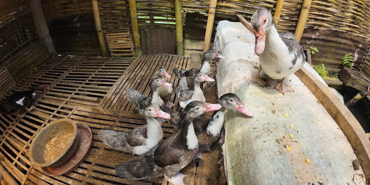 Respon Cepat Tim Maung Asri, Aduan Soal Ternak Bebek Di Depok