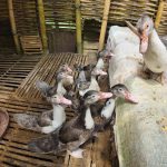 Respon Cepat Tim Maung Asri, Aduan Soal Ternak Bebek Di Depok