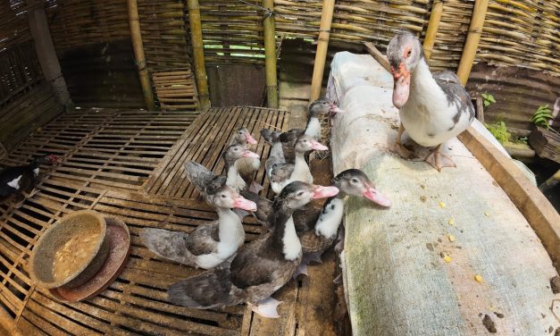 Respon Cepat Tim Maung Asri, Aduan Soal Ternak Bebek Di Depok