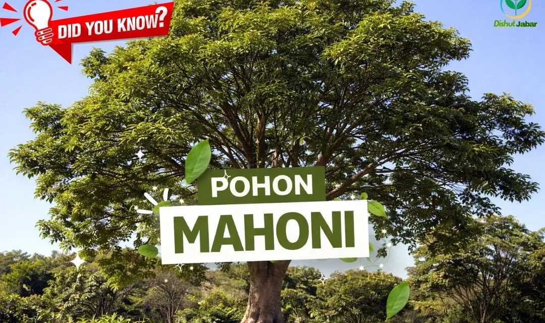 Pohon Kayu Mahoni Hadirkan Keajaiban Alam Yang Berharga
