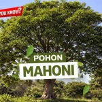 Pohon Kayu Mahoni Hadirkan Keajaiban Alam Yang Berharga
