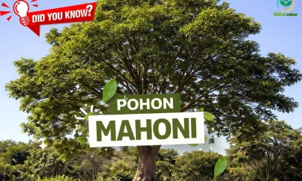 Pohon Kayu Mahoni Hadirkan Keajaiban Alam Yang Berharga
