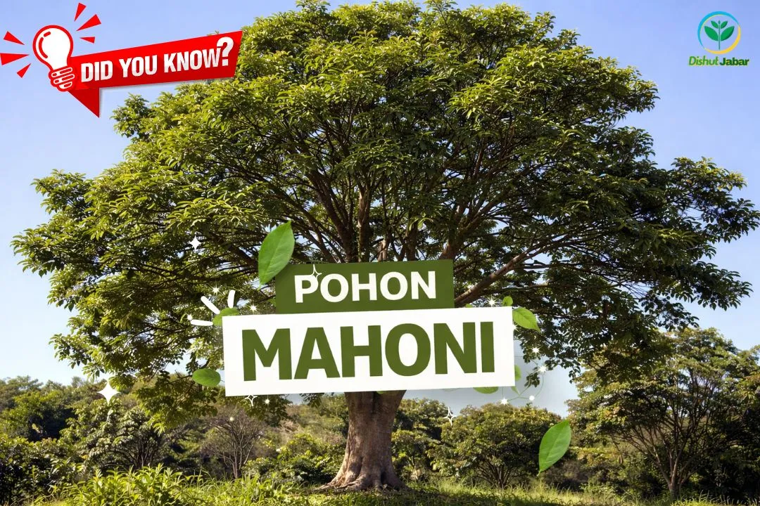 Pohon Kayu Mahoni