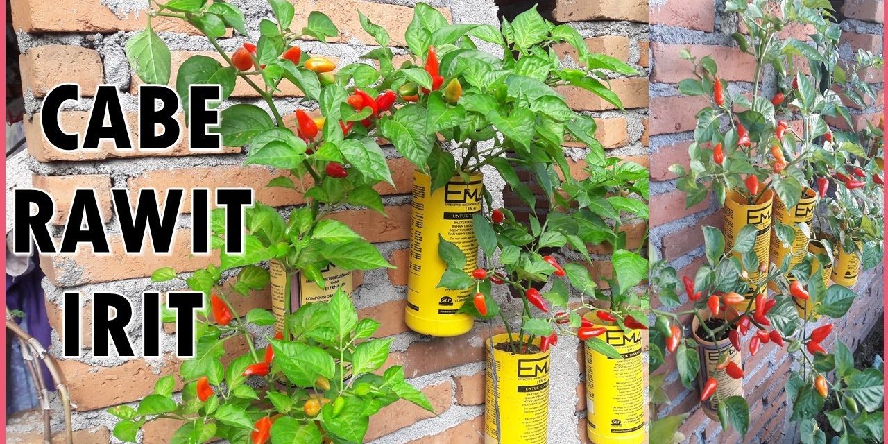 Tips Cabai Gantung Tetap Subur, Estetik, Dan Rajin Berbuah
