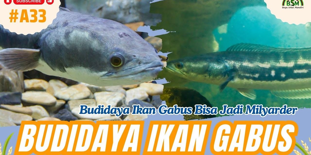 Bisnis Ikan Gabus Mampu Hasilkan Puluhan Hingga Ratusan Juta