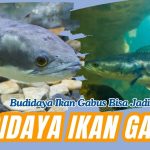 Bisnis Ikan Gabus Mampu Hasilkan Puluhan Hingga Ratusan Juta