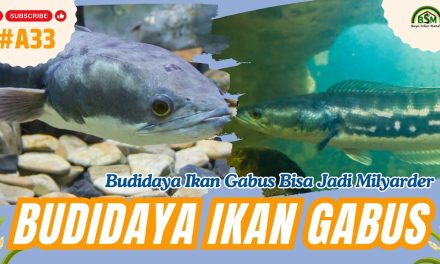 Bisnis Ikan Gabus Mampu Hasilkan Puluhan Hingga Ratusan Juta