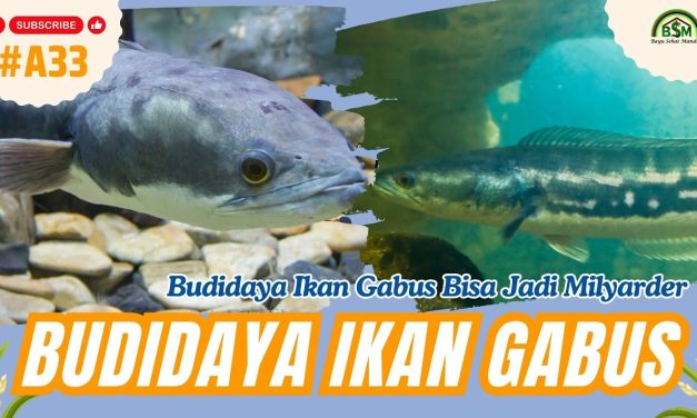 Bisnis Ikan Gabus Mampu Hasilkan Puluhan Hingga Ratusan Juta