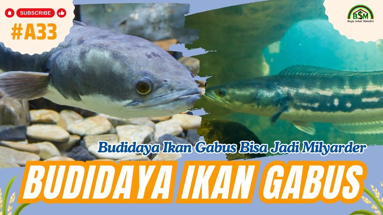 Bisnis Ikan Gabus